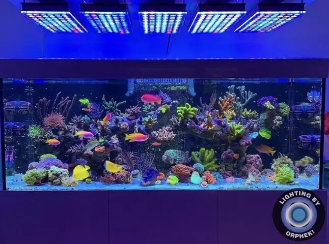 Đèn Led Cho Bể Cá Orphek Atlantik Icon Reef Không Chỉ Làm Cho Bể Của Bạn Trông Đẹp Mà Còn Tự Nó Đẹp.