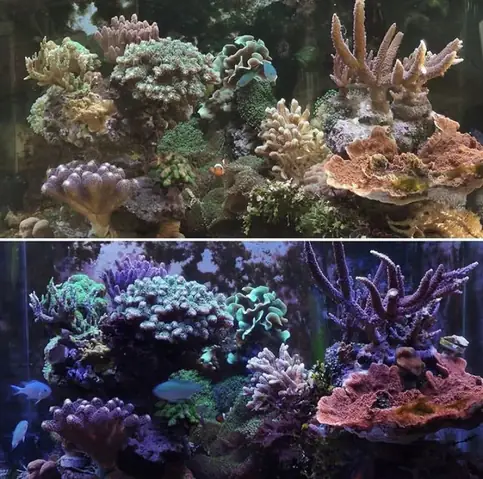 Đèn Led Cho Bể Cá Orphek Atlantik Icon Reef Không Chỉ Làm Cho Bể Của Bạn Trông Đẹp Mà Còn Tự Nó Đẹp.