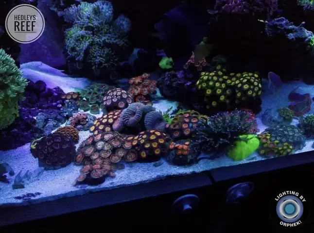 Đèn Led Cho Bể Cá Orphek Atlantik Icon Reef Không Chỉ Làm Cho Bể Của Bạn Trông Đẹp Mà Còn Tự Nó Đẹp.