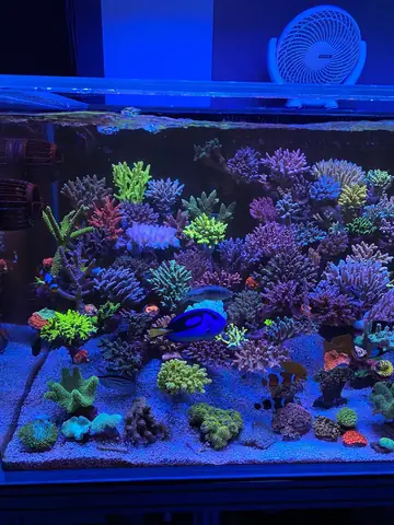 Bể Cá Rạn San Hô Sps Tuyệt Đẹp Với Sự Kết Hợp Của Các Giải Pháp Chiếu Sáng Led Orphek: