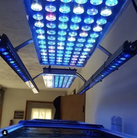 Bố Cục Led Hồ Cá Rạn San Hô Tuyệt Vời Của Orphek