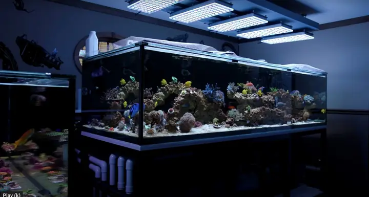 Bố Cục Led Hồ Cá Rạn San Hô Tuyệt Vời Của Orphek