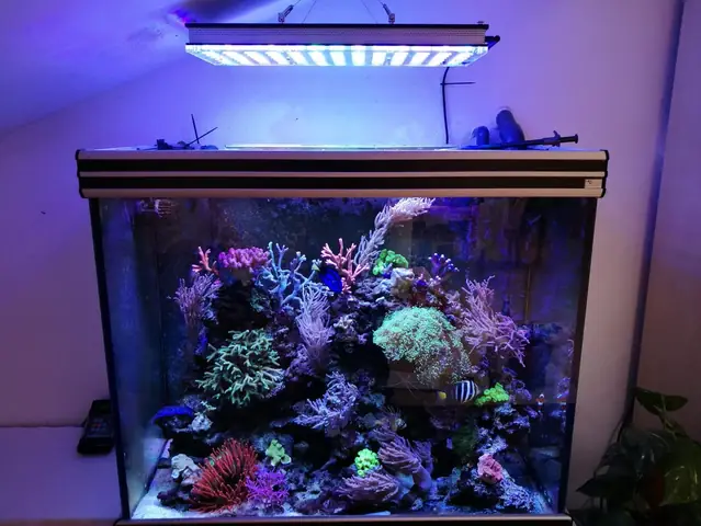 Đẹp San Hô Hiển Thị Từ Đức Dưới Atlantik V4 Led Chiếu Sáng