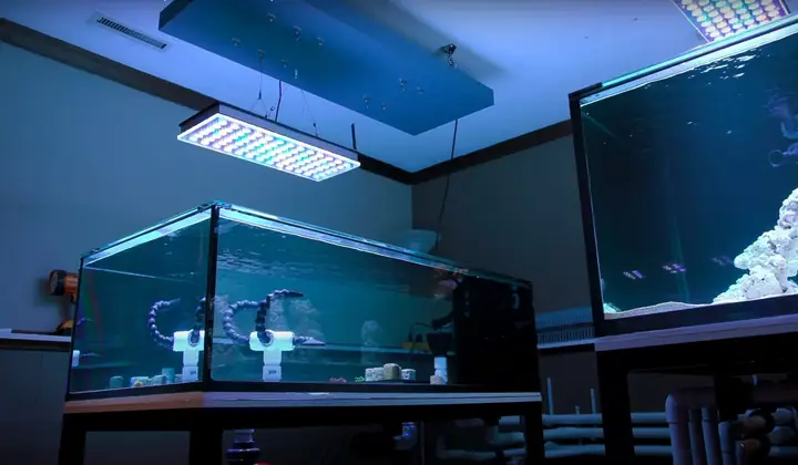 Bố Cục Led Hồ Cá Rạn San Hô Tuyệt Vời Của Orphek