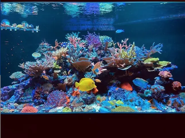 Đèn Led Cho Bể Cá Orphek Atlantik Icon Reef Không Chỉ Làm Cho Bể Của Bạn Trông Đẹp Mà Còn Tự Nó Đẹp.