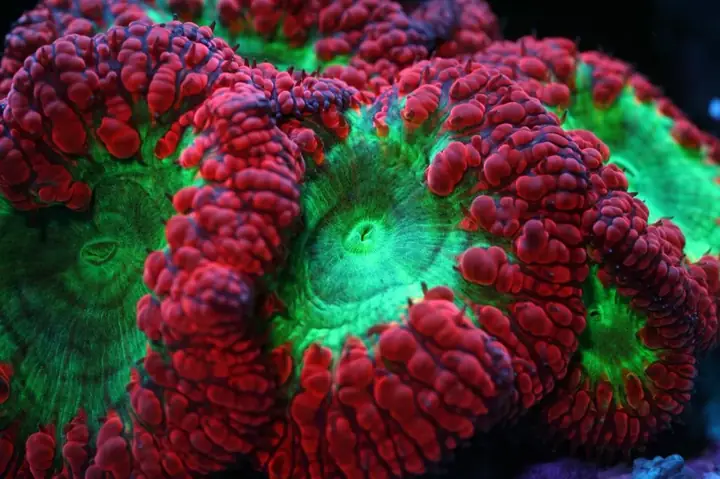 Bể San Hô Đẹp Đẽ Của Cube Từ Scotland Atlantik V4 Đã Nâng Cấp