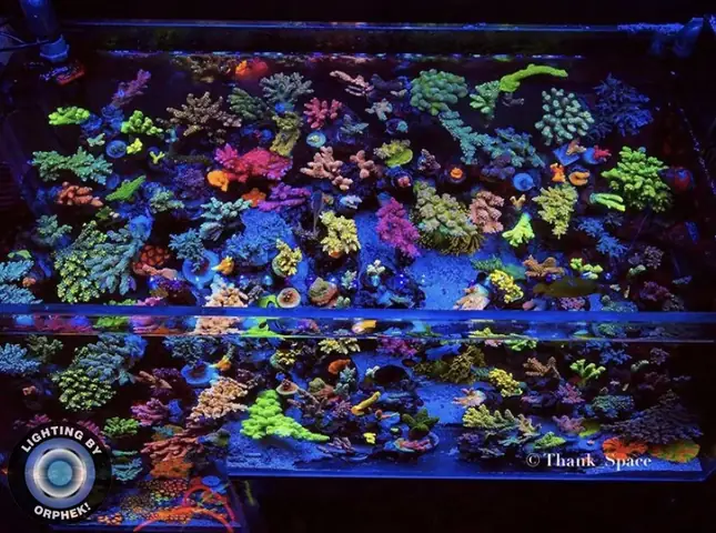 Đèn Led Cho Bể Cá Orphek Atlantik Icon Reef Không Chỉ Làm Cho Bể Của Bạn Trông Đẹp Mà Còn Tự Nó Đẹp.