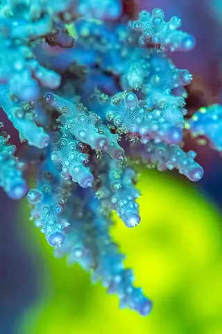 Đèn Led Bể Cá Rạn San Hô Orphek Natura Icon Sun & Moon Sync