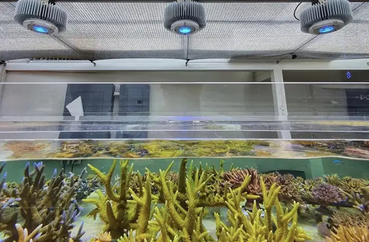 Đèn Led Cho Bể Cá Orphek Atlantik Icon Reef Không Chỉ Làm Cho Bể Của Bạn Trông Đẹp Mà Còn Tự Nó Đẹp.