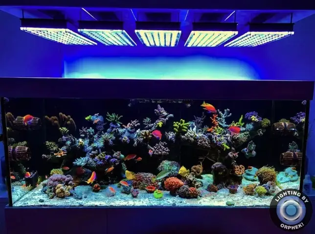 Đèn Led Cho Bể Cá Orphek Atlantik Icon Reef Không Chỉ Làm Cho Bể Của Bạn Trông Đẹp Mà Còn Tự Nó Đẹp.