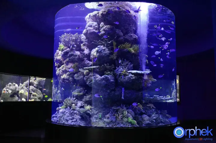 Dự Án Thành Đô Công Aquarium Led Light