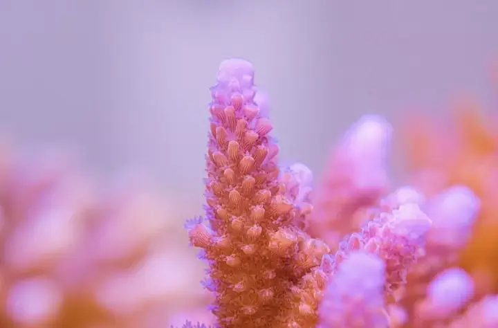 Đèn Led Cho Bể Cá Orphek Atlantik Icon Reef Không Chỉ Làm Cho Bể Của Bạn Trông Đẹp Mà Còn Tự Nó Đẹp.