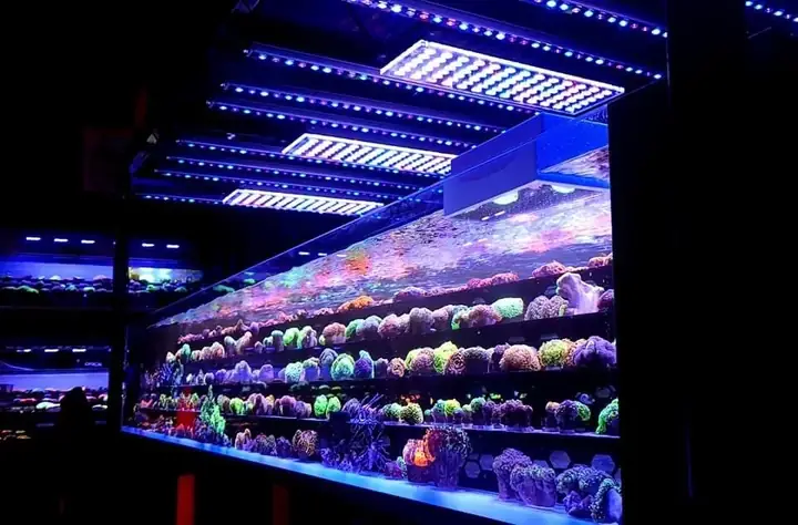 Bố Cục Led Hồ Cá Rạn San Hô Tuyệt Vời Của Orphek