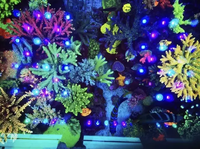 Đèn Led Cho Bể Cá Orphek Atlantik Icon Reef Không Chỉ Làm Cho Bể Của Bạn Trông Đẹp Mà Còn Tự Nó Đẹp.