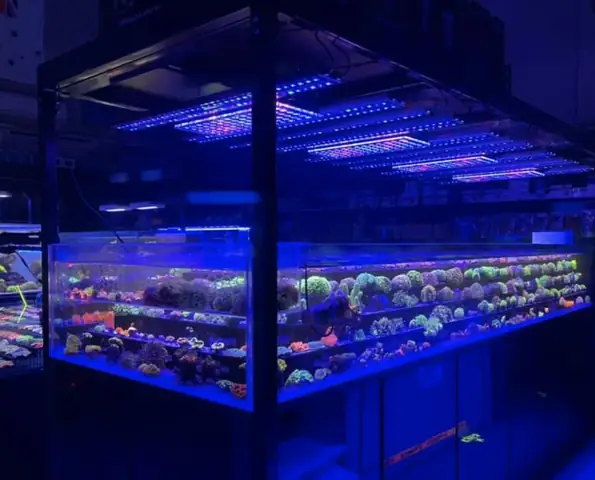 Bố Cục Led Hồ Cá Rạn San Hô Tuyệt Vời Của Orphek