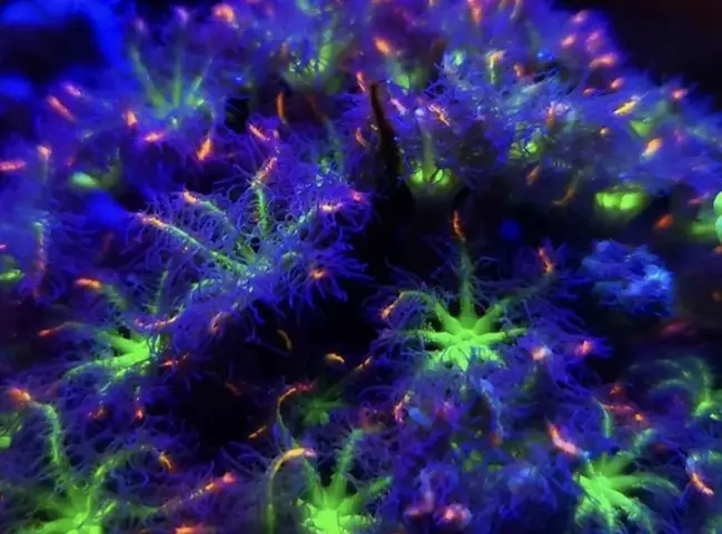 Đèn Led Cho Bể Cá Orphek Atlantik Icon Reef Không Chỉ Làm Cho Bể Của Bạn Trông Đẹp Mà Còn Tự Nó Đẹp.