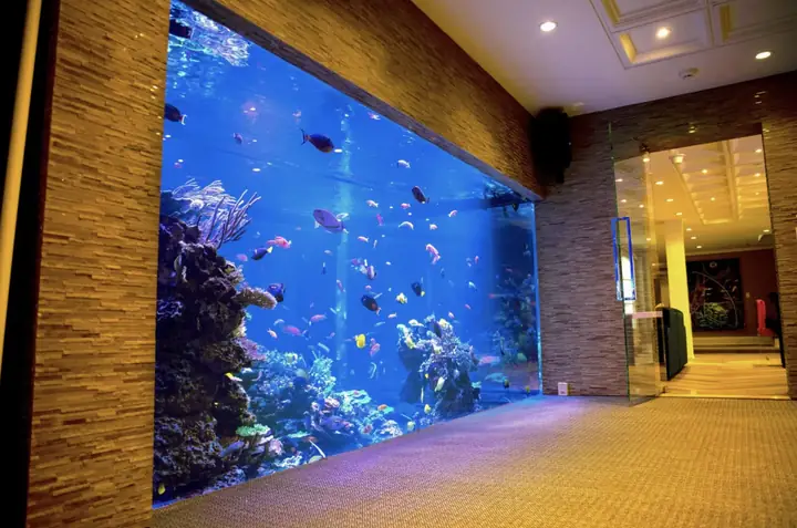 Rạn San Hô Polobể Cá Là Một Bể Chứa 17,000 Gallon Được Cho Là Bể San Hô Tư Nhân Lớn Nhất Ở Hoa Kỳ.