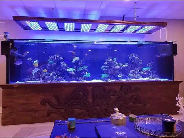 Bố Cục Led Hồ Cá Rạn San Hô Tuyệt Vời Của Orphek