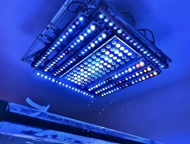 Bố Cục Led Hồ Cá Rạn San Hô Tuyệt Vời Của Orphek