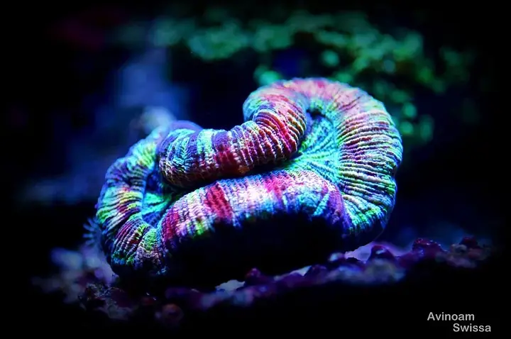 Bể San Hô Đẹp Đẽ Của Cube Từ Scotland Atlantik V4 Đã Nâng Cấp