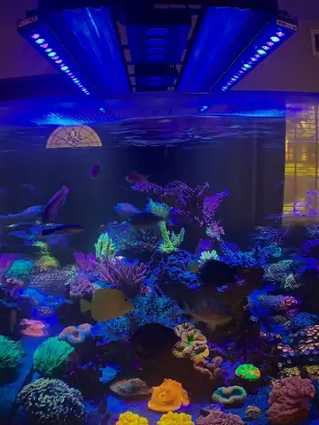 Đèn Led Cho Bể Cá Orphek Atlantik Icon Reef Không Chỉ Làm Cho Bể Của Bạn Trông Đẹp Mà Còn Tự Nó Đẹp.