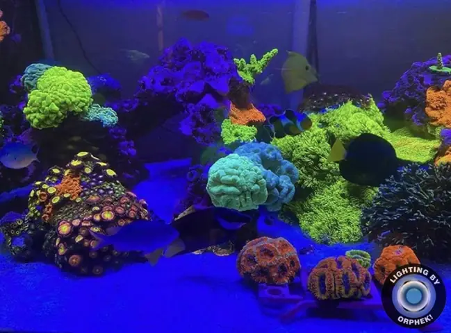 Đèn Led Cho Bể Cá Orphek Atlantik Icon Reef Không Chỉ Làm Cho Bể Của Bạn Trông Đẹp Mà Còn Tự Nó Đẹp.