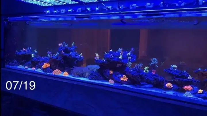 Đèn Led Cho Bể Cá Orphek Atlantik Icon Reef Không Chỉ Làm Cho Bể Của Bạn Trông Đẹp Mà Còn Tự Nó Đẹp.