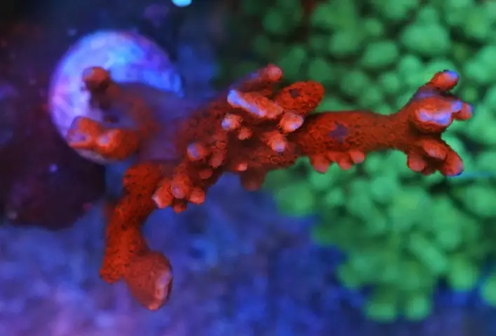 Bể San Hô Tuyệt Vời Của Hàn Quốc Dưới Ánh Sáng Đèn Led Atlantik Icon Và Or3