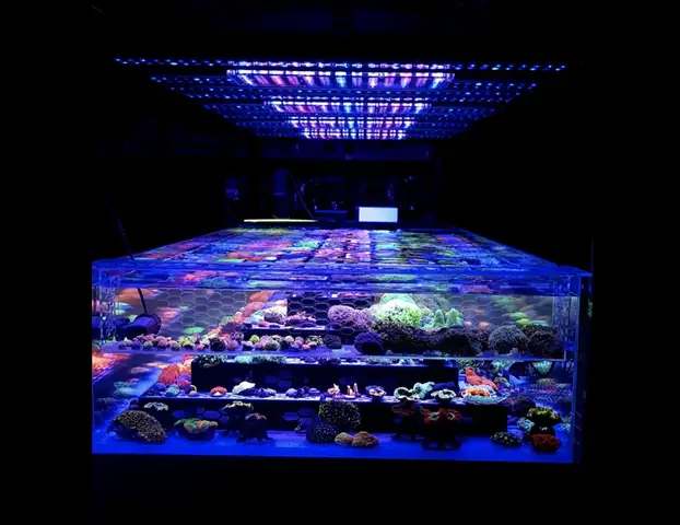 Bố Cục Led Hồ Cá Rạn San Hô Tuyệt Vời Của Orphek