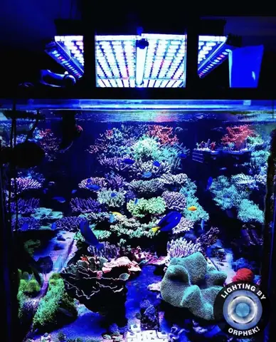 Đèn Led Cho Bể Cá Orphek Atlantik Icon Reef Không Chỉ Làm Cho Bể Của Bạn Trông Đẹp Mà Còn Tự Nó Đẹp.