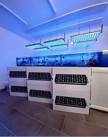 Bố Cục Led Hồ Cá Rạn San Hô Tuyệt Vời Của Orphek