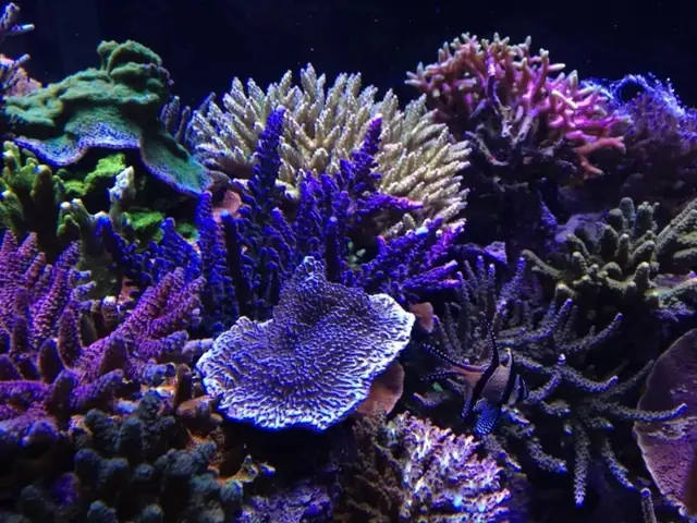 Bể San Hô Đẹp Đẽ Của Cube Từ Scotland Atlantik V4 Đã Nâng Cấp