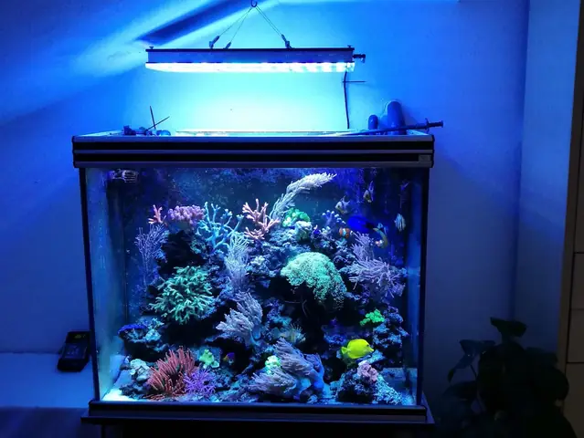 Đẹp San Hô Hiển Thị Từ Đức Dưới Atlantik V4 Led Chiếu Sáng