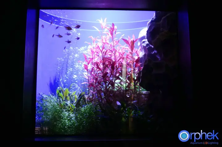 Dự Án Thành Đô Công Aquarium Led Light
