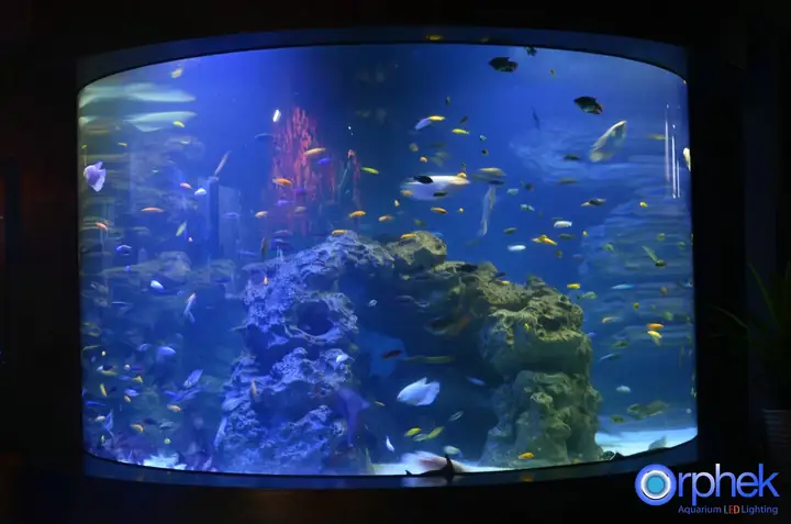 Dự Án Thành Đô Công Aquarium Led Light