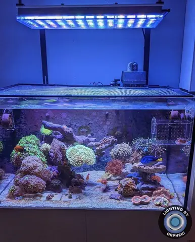 Đèn Led Cho Bể Cá Orphek Atlantik Icon Reef Không Chỉ Làm Cho Bể Của Bạn Trông Đẹp Mà Còn Tự Nó Đẹp.