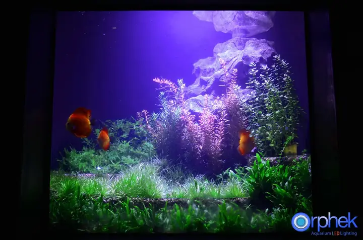 Dự Án Thành Đô Công Aquarium Led Light