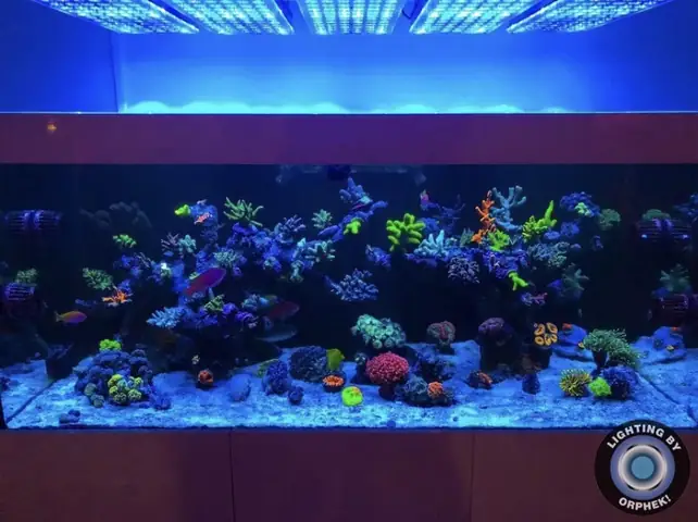 Đèn Led Cho Bể Cá Orphek Atlantik Icon Reef Không Chỉ Làm Cho Bể Của Bạn Trông Đẹp Mà Còn Tự Nó Đẹp.