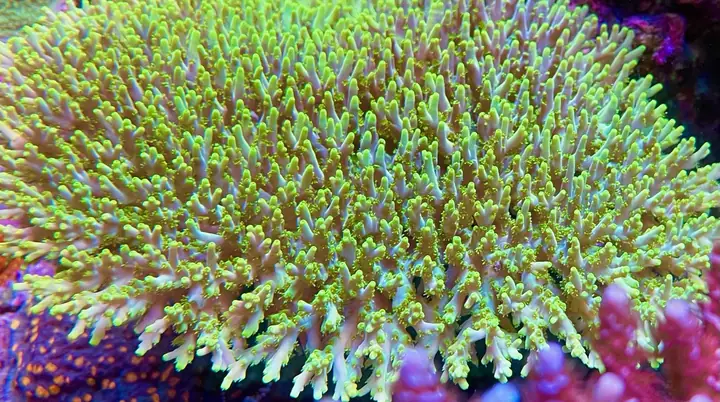 Thủy Cung Rạn San Hô 400gallon Được Chiếu Sáng Bởi 5 Chiếc Orphek Atlantik V4