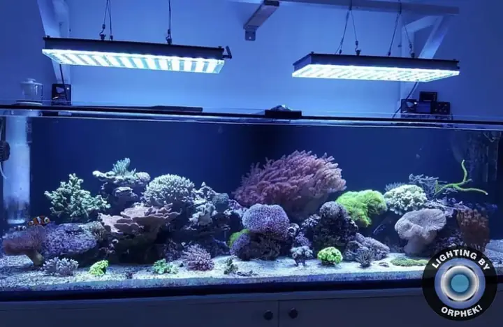 Đèn Led Cho Bể Cá Orphek Atlantik Icon Reef Không Chỉ Làm Cho Bể Của Bạn Trông Đẹp Mà Còn Tự Nó Đẹp.