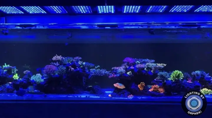 Đèn Led Cho Bể Cá Orphek Atlantik Icon Reef Không Chỉ Làm Cho Bể Của Bạn Trông Đẹp Mà Còn Tự Nó Đẹp.