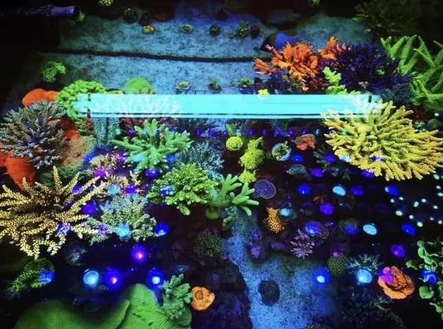 Đèn Led Cho Bể Cá Orphek Atlantik Icon Reef Không Chỉ Làm Cho Bể Của Bạn Trông Đẹp Mà Còn Tự Nó Đẹp.