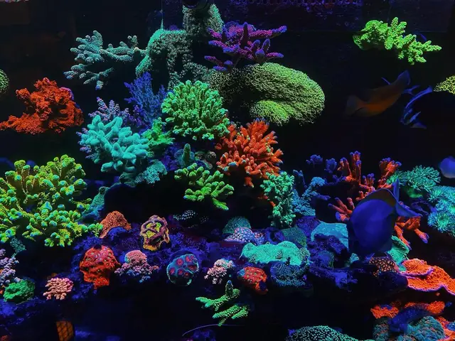 Redsea 350 - Đèn Chiếu Sáng Hồ Cá Rạn San Hô 1 Năm Tuổi Orphek Or3 Led Bar