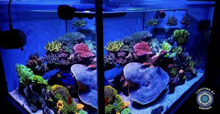 Đèn Led Cho Bể Cá Orphek Atlantik Icon Reef Không Chỉ Làm Cho Bể Của Bạn Trông Đẹp Mà Còn Tự Nó Đẹp.