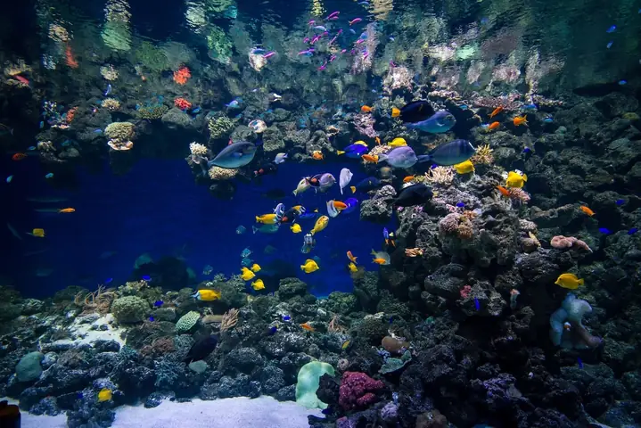 Dự Án Đan Mạch Blue Planet Aquarium Công