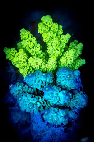 Đèn Led Bể Cá Rạn San Hô Orphek Natura Icon Sun & Moon Sync