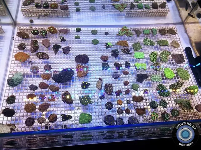 Đèn Led Cho Bể Cá Orphek Atlantik Icon Reef Không Chỉ Làm Cho Bể Của Bạn Trông Đẹp Mà Còn Tự Nó Đẹp.