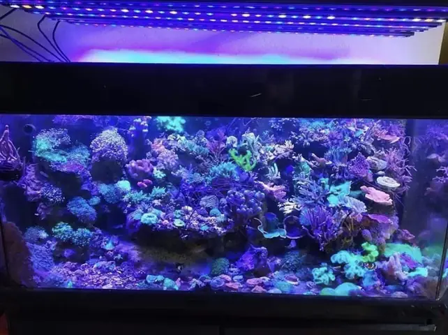 Đèn Led Cho Bể Cá Orphek Atlantik Icon Reef Không Chỉ Làm Cho Bể Của Bạn Trông Đẹp Mà Còn Tự Nó Đẹp.