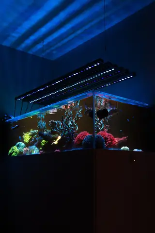 Đèn Led Bể Cá Orphek Or4 Icon Reef