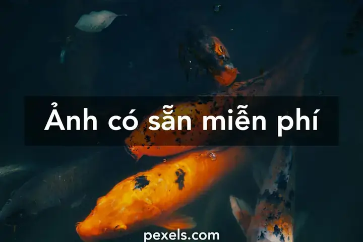 Tổng Hợp Hình Ảnh Cá Chép Đẹp: Khám Phá Vẻ Đẹp Và Ý Nghĩa ...